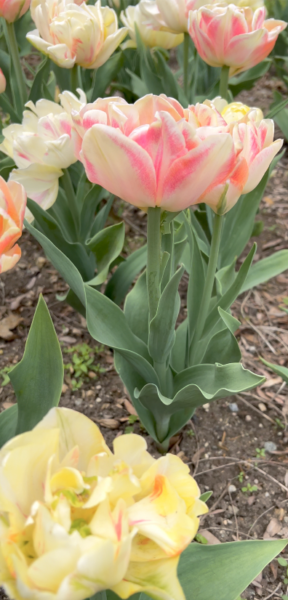 Sunday Morning Garden Chat:  Tulip Typing 12