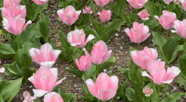 Sunday Morning Garden Chat:  Tulip Typing 1