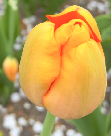 Sunday Morning Garden Chat:  Tulip Typing 2