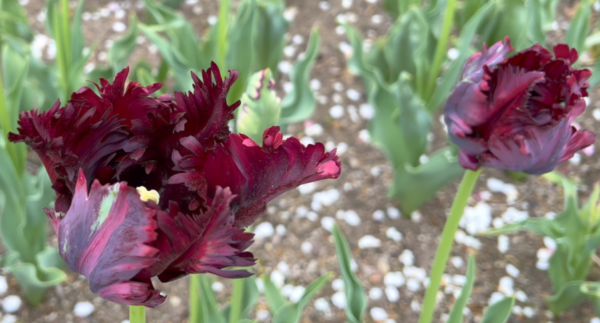 Sunday Morning Garden Chat:  Tulip Typing 3