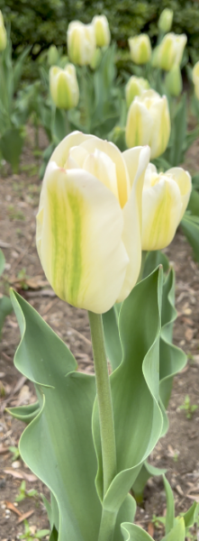 Sunday Morning Garden Chat:  Tulip Typing 4