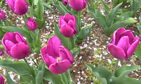 Sunday Morning Garden Chat:  Tulip Typing 5