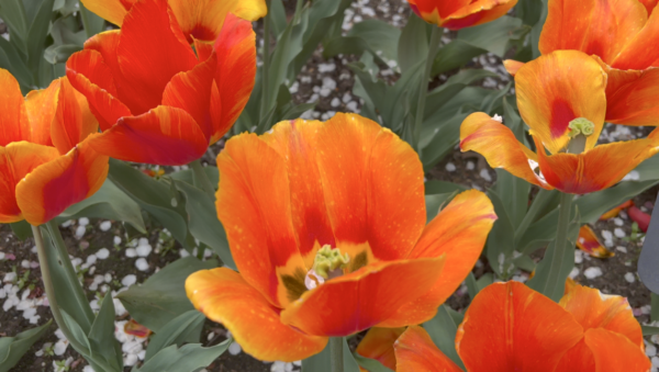 Sunday Morning Garden Chat:  Tulip Typing