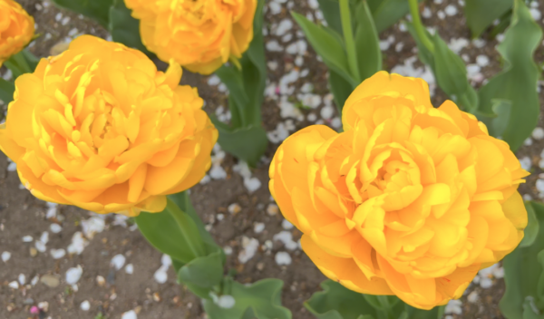 Sunday Morning Garden Chat:  Tulip Typing 6