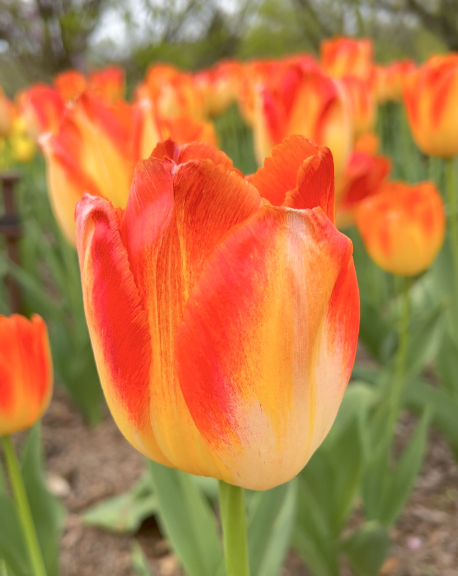 Sunday Morning Garden Chat:  Tulip Typing 7