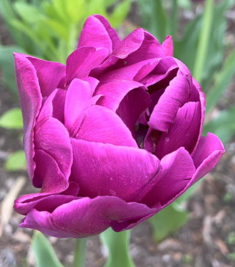 Sunday Morning Garden Chat:  Tulip Typing 8