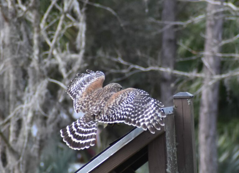 On The Road - Winter Wren - Orlando Wetlands - Winter into Spring 3