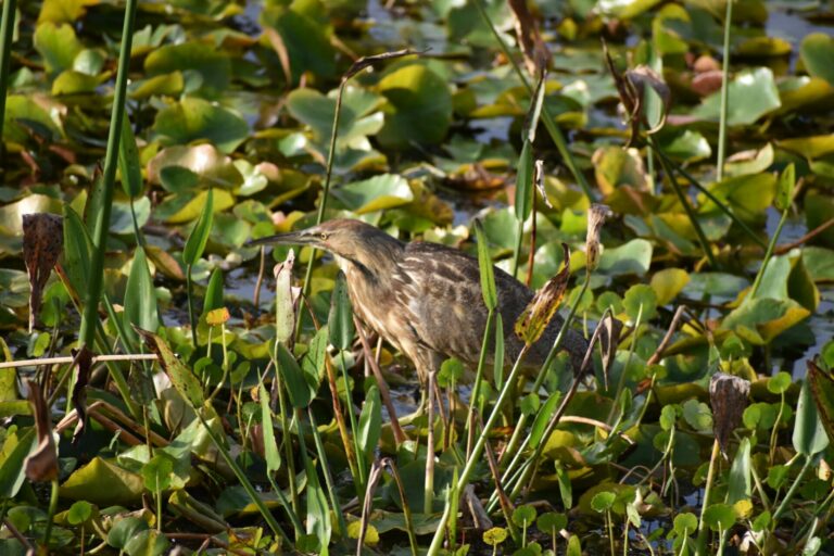 On The Road - Winter Wren - Orlando Wetlands - Winter into Spring 7