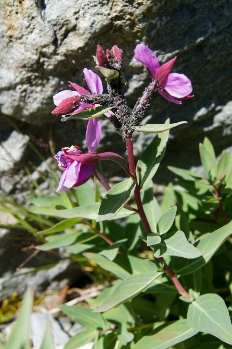 On The Road - Kabecoo - The Skyline Trail, Olympic National Park, Post 2 1