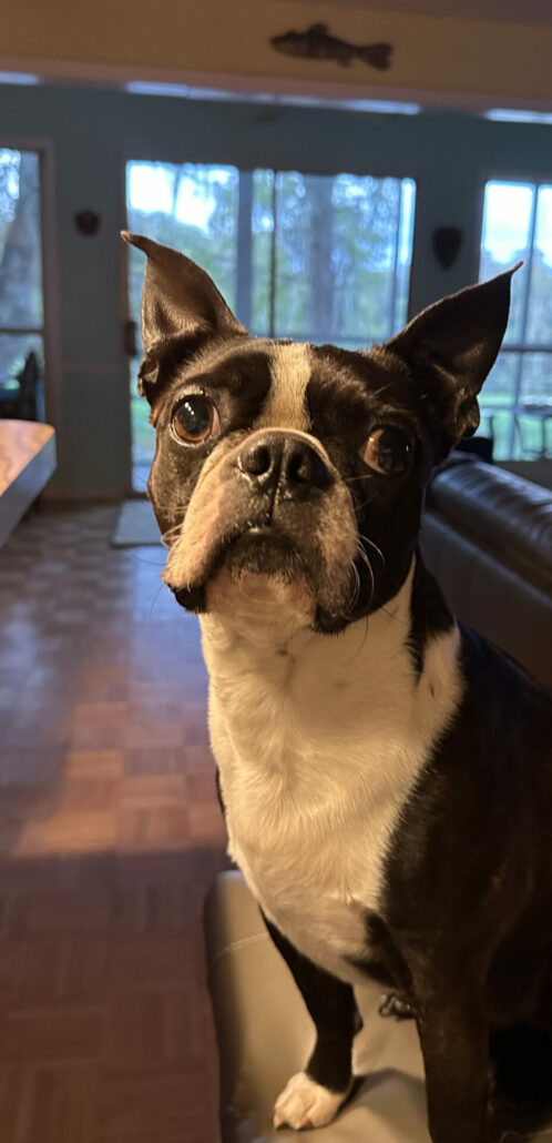 Pensive Boston terrier