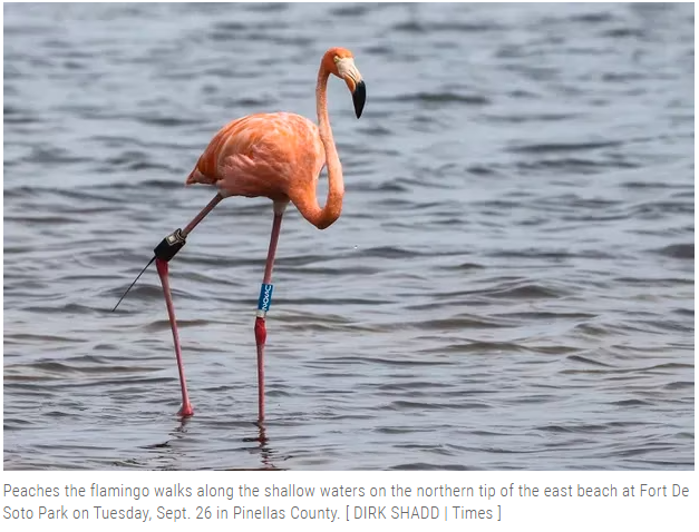 Flamingo with bulky tracking device
