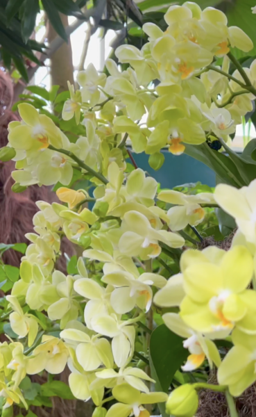 Sunday Morning Garden Chat: Exotic Orchids 1