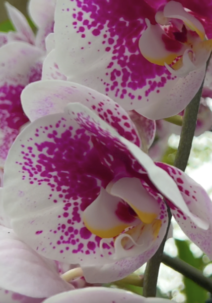 Sunday Morning Garden Chat: Exotic Orchids 2