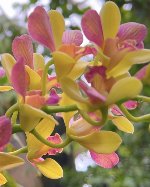 Sunday Morning Garden Chat: Exotic Orchids 3