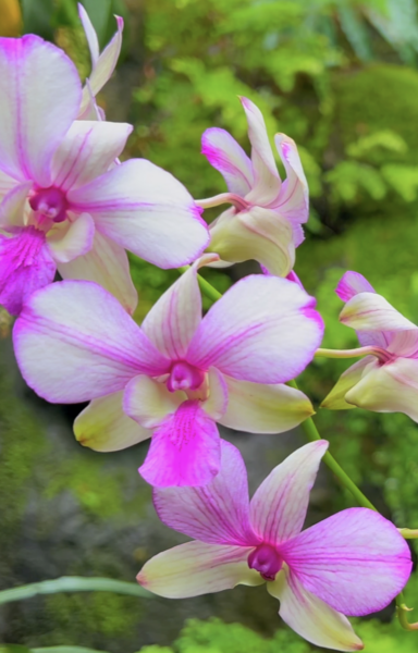 Sunday Morning Garden Chat: Exotic Orchids 4