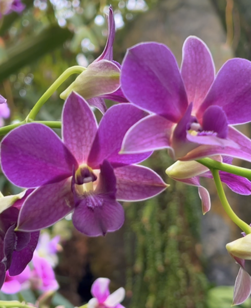 Sunday Morning Garden Chat: Exotic Orchids 6