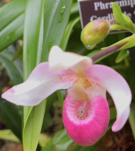 Sunday Morning Garden Chat: Exotic Orchids 7