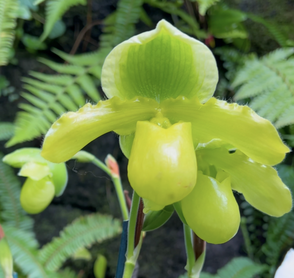 Sunday Morning Garden Chat: Exotic Orchids 8