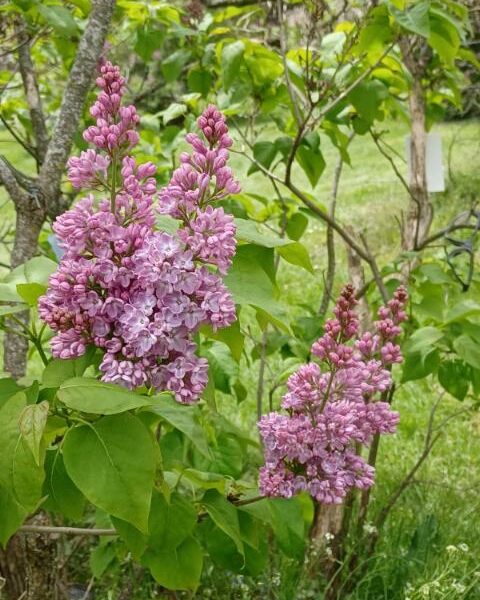 Sunday Morning Garden Chat:  Lilac Festival 3