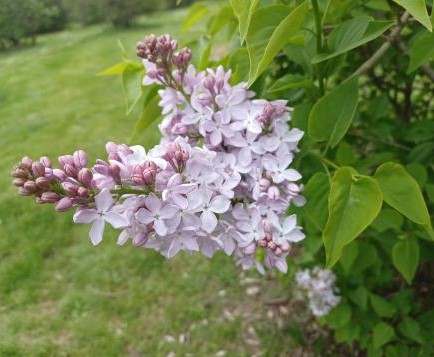 Sunday Morning Garden Chat:  Lilac Festival 4
