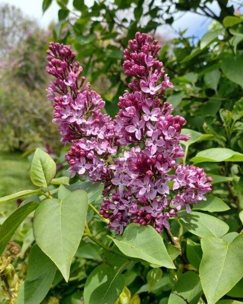 Sunday Morning Garden Chat:  Lilac Festival 5