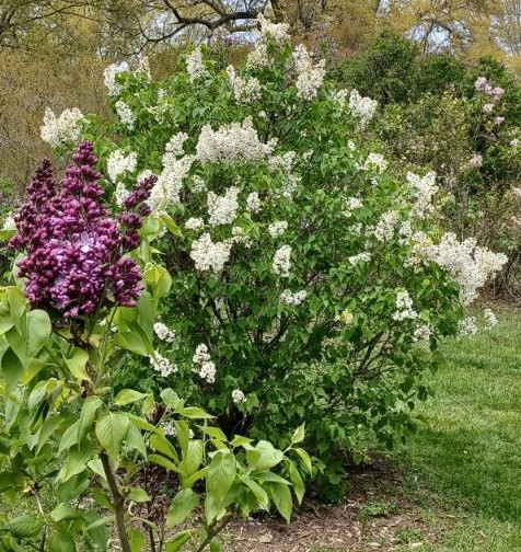 Sunday Morning Garden Chat:  Lilac Festival 6