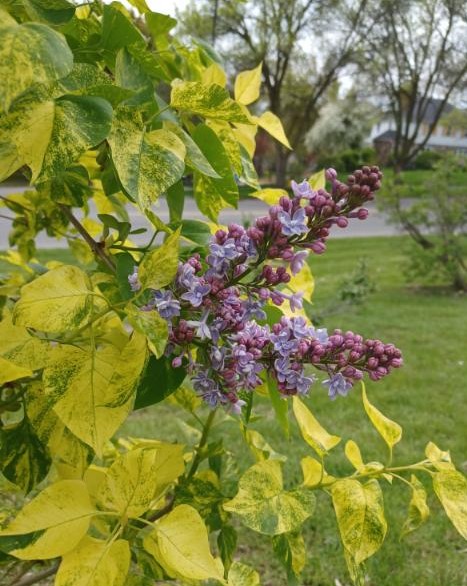 Sunday Morning Garden Chat:  Lilac Festival
