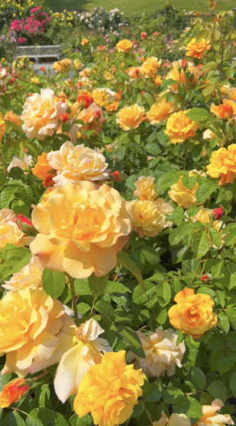 Sunday Morning Garden Chat:  ROSES