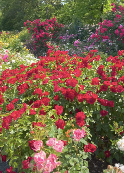 Sunday Morning Garden Chat:  ROSES 3