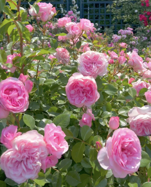 Sunday Morning Garden Chat:  ROSES 8