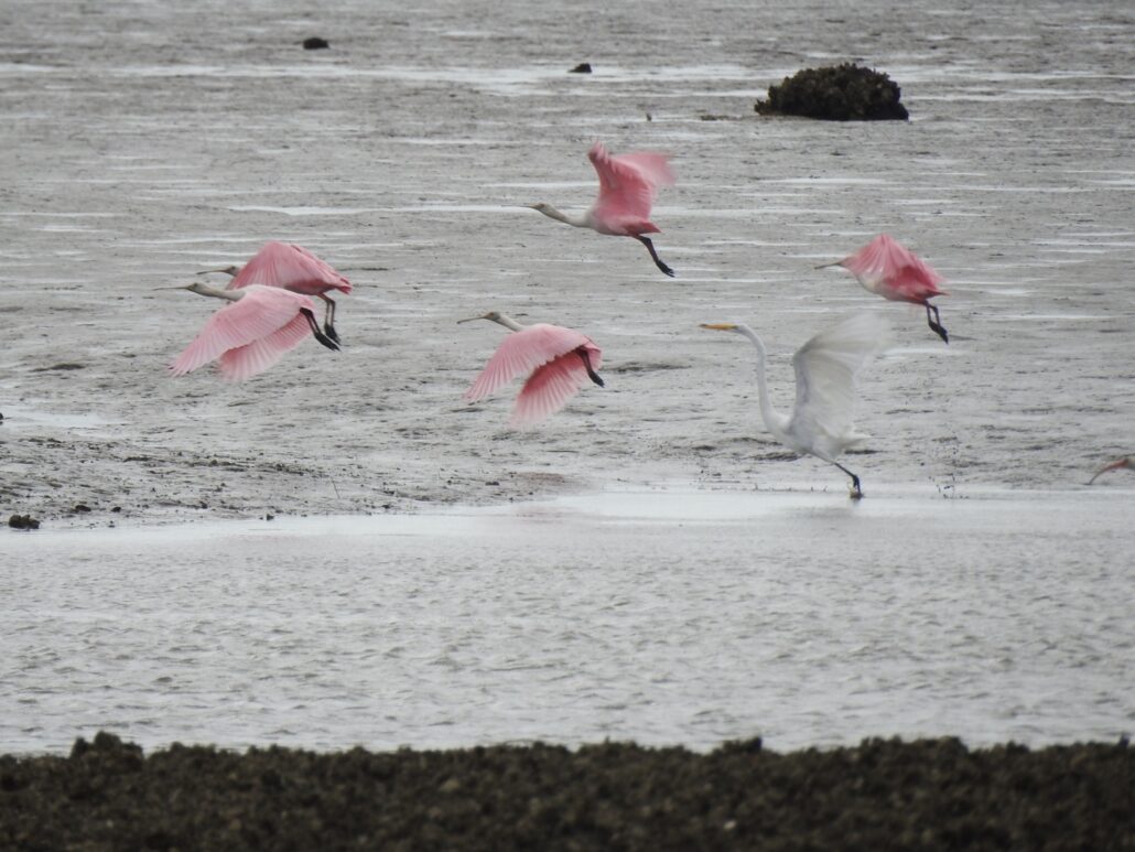 Roseate Spoonbills flying at a beach