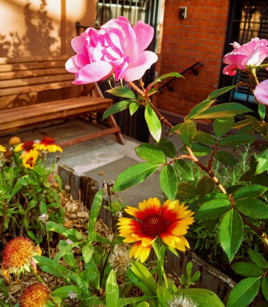 Sunday Morning Garden Chat:  October Blooms