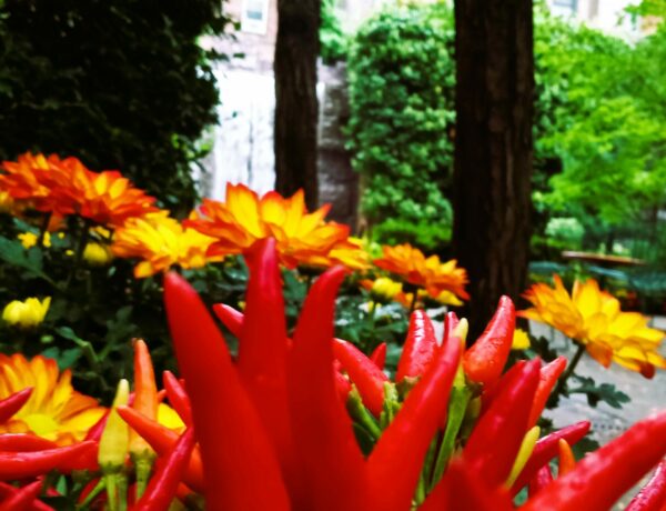 Sunday Morning Garden Chat:  October Blooms 5
