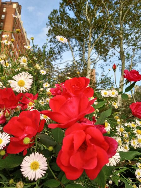 Sunday Morning Garden Chat:  October Blooms 6
