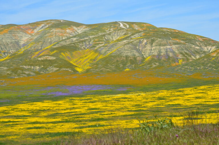 On The Road - dmbeaster - Spring bloom, California 9