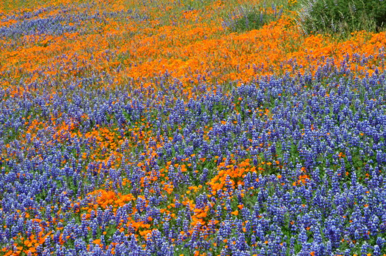 On The Road - dmbeaster - Spring bloom, California 4