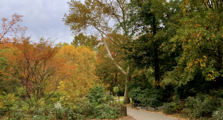 On The Road - ema - NYC Fall Foliage 6