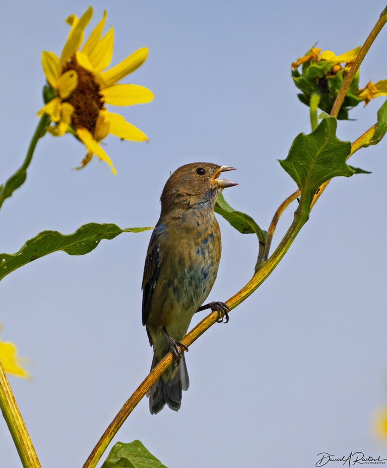 On The Road - Albatrossity - Late Summer and Fall in Flyover Country 1