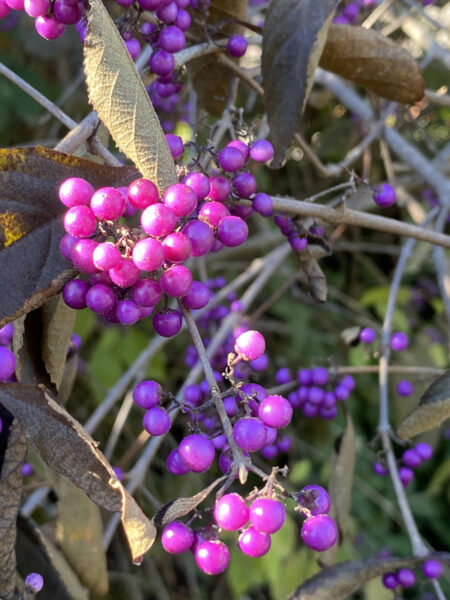 Sunday Morning Garden Chat: Flower Portraits 14