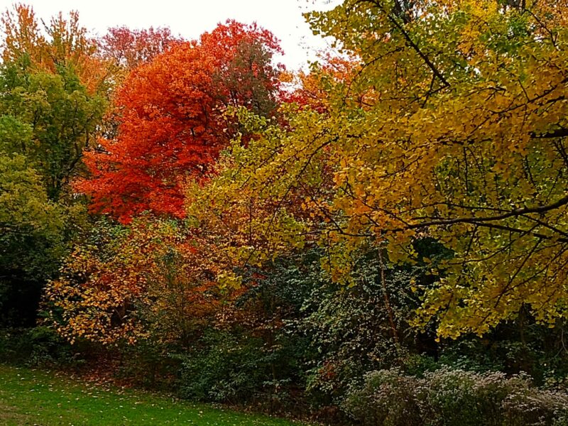 Sunday Morning Garden Chat: November Colors 1