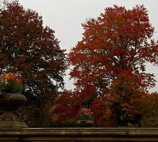 Sunday Morning Garden Chat: November Colors 6