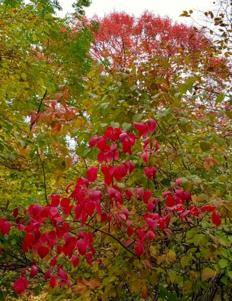 Sunday Morning Garden Chat: November Colors 7