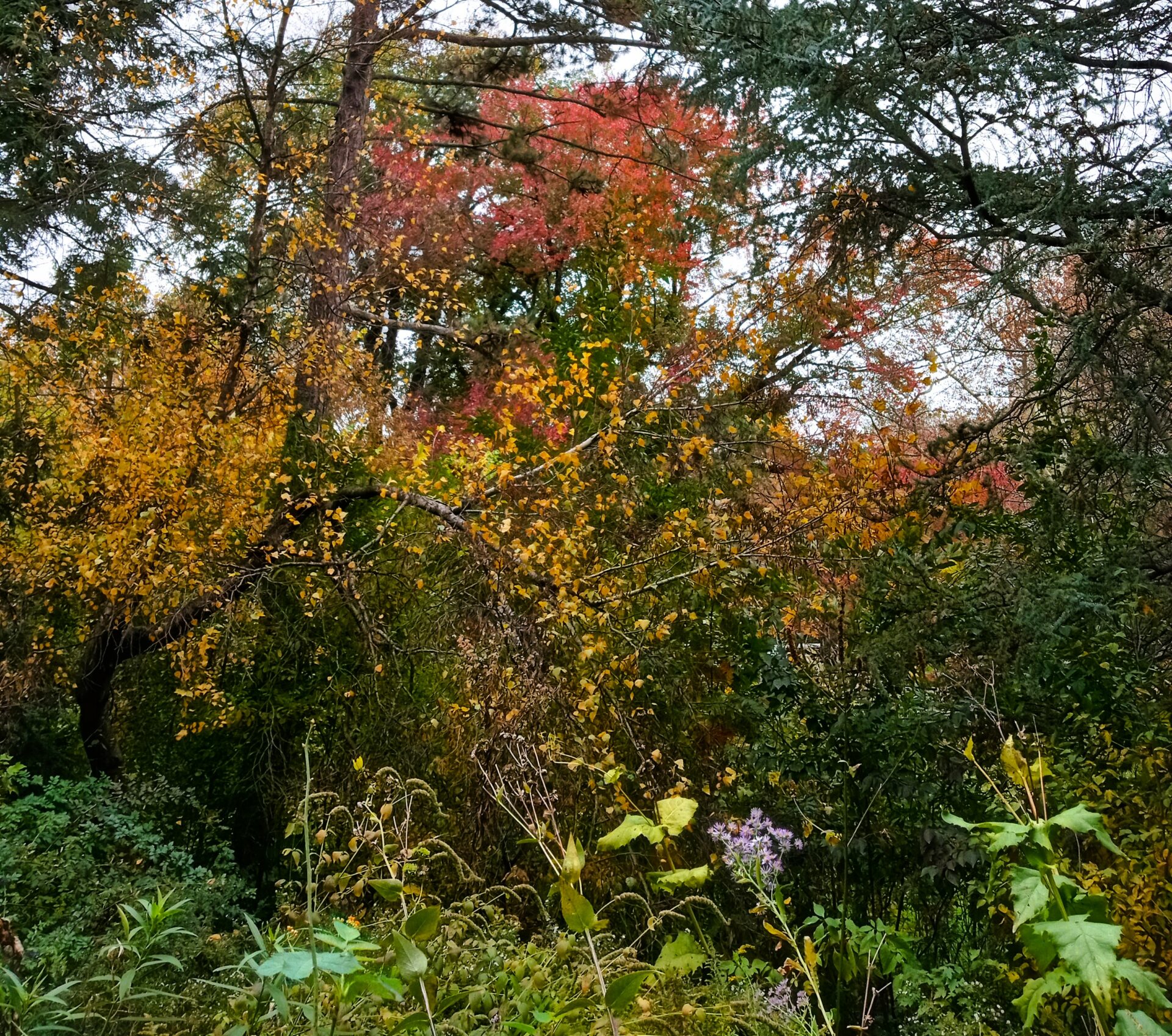 Sunday Morning Garden Chat: November Colors