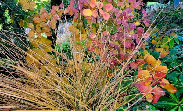 On The Road - Dan B - Late Fall and early Winter Seattle Gardens 1