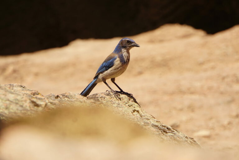 On The Road - frosty - 3rd Annual National Park/COVID Challenge Part 2 - Pinnacles National Park 1