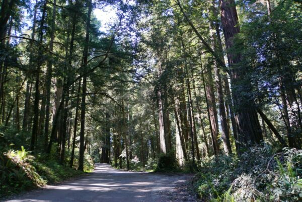 On The Road - frosty - 3rd Annual National Park/COVID Challenge Part 2 - Redwoods National and State Parks - Redwood Groves 9