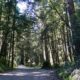 On The Road - frosty - 3rd Annual National Park/COVID Challenge Part 2 - Redwoods National and State Parks - Redwood Groves 9