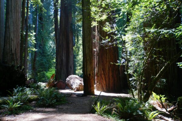 On The Road - frosty - 3rd Annual National Park/COVID Challenge Part 2 - Redwoods National and State Parks - Redwood Groves 6