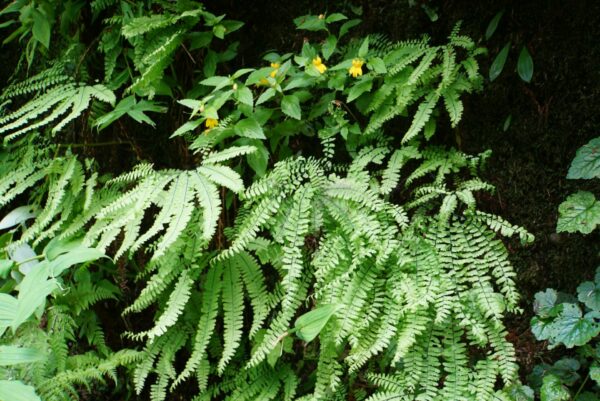 On The Road - frosty - 3rd Annual National Park/COVID Challenge Part 2 - Redwoods National and State Parks - Fern Canyon 7