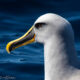 On The Road - Albatrossity - Birds Who Should Be Christmas Ornaments - 1 9